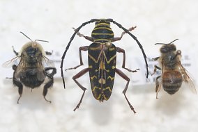 Close-up side-by-side-by-side view of a bumble bee, Painted Locust Borer beetle, and honey bee; the beetle's only resemblance to the bees is its yellow and black coloring