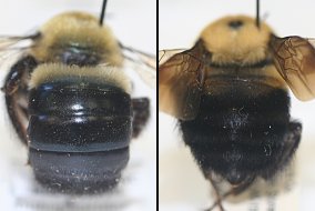 Side-by-side comparison of a carpenter bee's shiny abdomen (left) with a bumble bee's hairy abdomen (right)