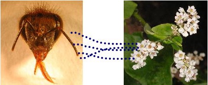 bees use antennae to smell
