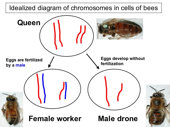 diagram of chromosomes in honey bees