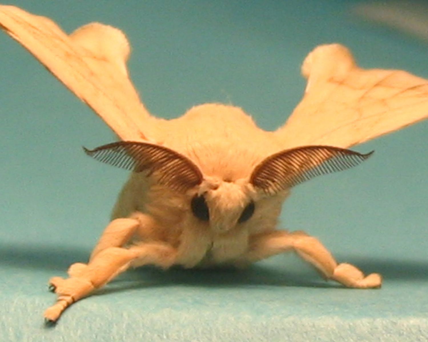 male silkworm